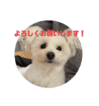 大きな文字スタンプ犬（個別スタンプ：1）