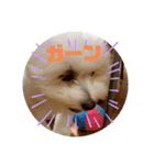 大きな文字スタンプ犬（個別スタンプ：2）