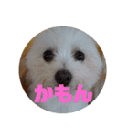 大きな文字スタンプ犬（個別スタンプ：5）