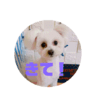 大きな文字スタンプ犬（個別スタンプ：6）