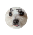 大きな文字スタンプ犬（個別スタンプ：7）