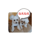 大きな文字スタンプ犬（個別スタンプ：8）