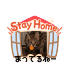 サーバルキャットスタンプ（個別スタンプ：4）