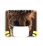 サーバルキャットスタンプ（個別スタンプ：9）