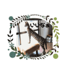 サーバルキャットスタンプ（個別スタンプ：10）