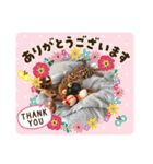 サーバルキャットスタンプ（個別スタンプ：11）