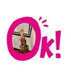 サーバルキャットスタンプ（個別スタンプ：12）