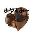サーバルキャットスタンプ（個別スタンプ：15）