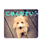 わんこののんびり生活（個別スタンプ：1）