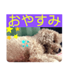わんこののんびり生活（個別スタンプ：3）