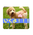 わんこののんびり生活（個別スタンプ：7）