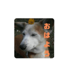 はまぐちけのクッキー（個別スタンプ：1）