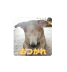 はまぐちけのクッキー（個別スタンプ：2）