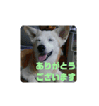 はまぐちけのクッキー（個別スタンプ：3）