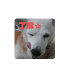 はまぐちけのクッキー（個別スタンプ：4）
