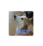 はまぐちけのクッキー（個別スタンプ：7）