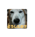 はまぐちけのクッキー（個別スタンプ：8）