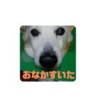 はまぐちけのクッキー（個別スタンプ：13）