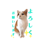 まりものスタンプ（ねことボン）1（個別スタンプ：1）