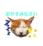 まりものスタンプ（ねことボン）1（個別スタンプ：16）