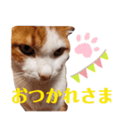 まりものスタンプ（ねことボン）1（個別スタンプ：23）