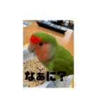 コザクラインコのプクちゃん（個別スタンプ：2）