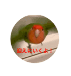 コザクラインコのプクちゃん（個別スタンプ：8）