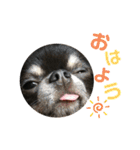 ♡愛犬レオンモナモア♡（個別スタンプ：1）