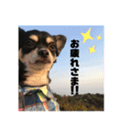 ♡愛犬レオンモナモア♡（個別スタンプ：5）