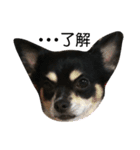 ♡愛犬レオンモナモア♡（個別スタンプ：7）