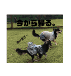 ♡愛犬レオンモナモア♡（個別スタンプ：11）
