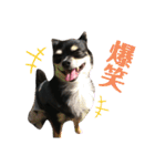 ♡愛犬レオンモナモア♡（個別スタンプ：14）