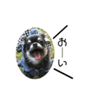 ♡愛犬レオンモナモア♡（個別スタンプ：16）