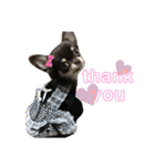 ♡愛犬レオンモナモア♡（個別スタンプ：18）