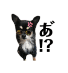 ♡愛犬レオンモナモア♡（個別スタンプ：19）