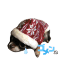 ♡愛犬レオンモナモア♡（個別スタンプ：20）