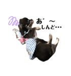 ♡愛犬レオンモナモア♡（個別スタンプ：23）