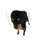 ♡愛犬レオンモナモア♡（個別スタンプ：24）