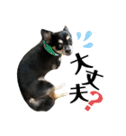 ♡愛犬レオンモナモア♡（個別スタンプ：27）