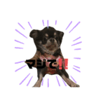 ♡愛犬レオンモナモア♡（個別スタンプ：29）