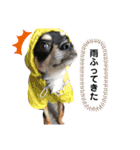 ♡愛犬レオンモナモア♡（個別スタンプ：30）