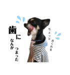 ♡愛犬レオンモナモア♡（個別スタンプ：36）