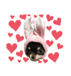 ♡愛犬レオンモナモア♡（個別スタンプ：40）