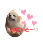 ちゃんレオ スタンプ（個別スタンプ：1）