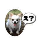 ちゃんレオ スタンプ（個別スタンプ：4）