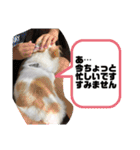 ちゃんレオ スタンプ（個別スタンプ：6）