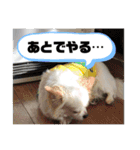 ちゃんレオ スタンプ（個別スタンプ：7）