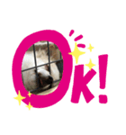 ちゃんレオ スタンプ（個別スタンプ：8）