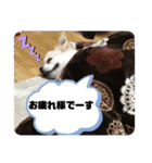 ちゃんレオ スタンプ（個別スタンプ：9）