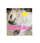 ちゃんレオ スタンプ（個別スタンプ：11）